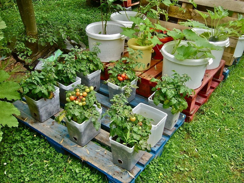 Understanding Container Gardening