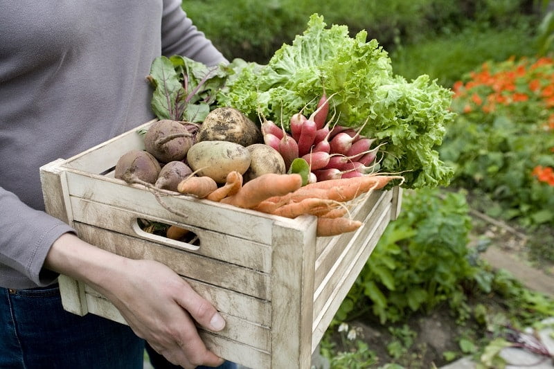 Vegetable Gardening