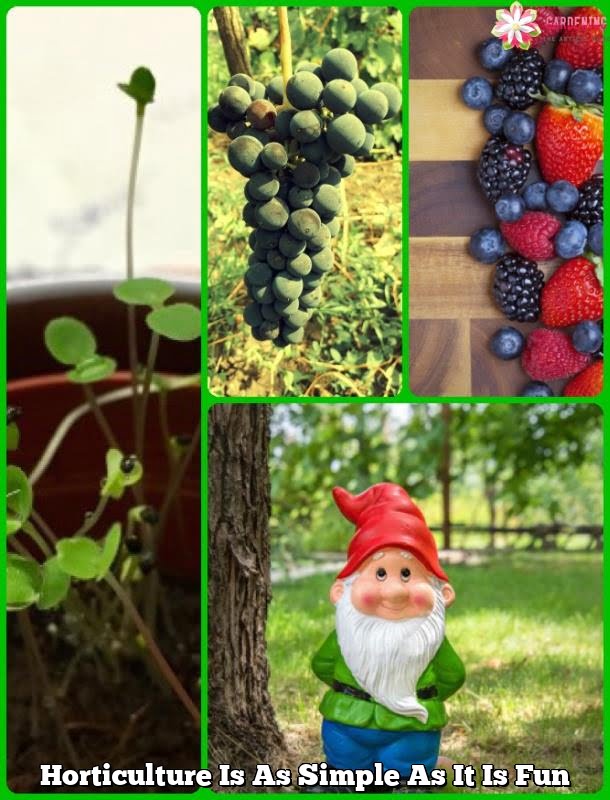 Horticulture Is As Simple As It Is Fun