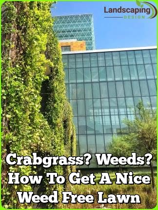 Crabgrass? Weeds? How To Get A Nice Weed Free Lawn