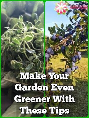 Make Your Garden Even Greener With These Tips