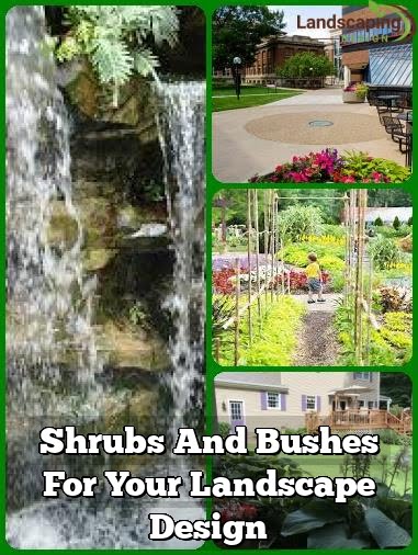 Shrubs And Bushes For Your Landscape Design