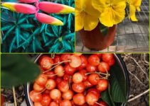 Stuck With Your Organic Garden? Use These Tips To Find Your Way!
