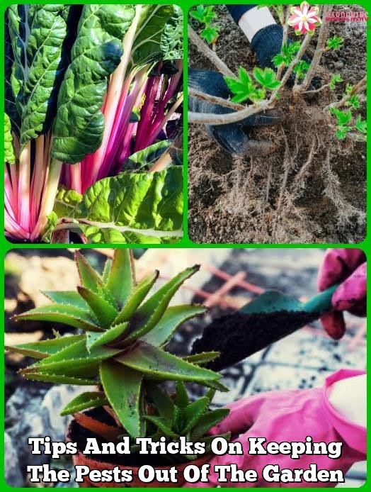 Tips And Tricks On Keeping The Pests Out Of The Garden