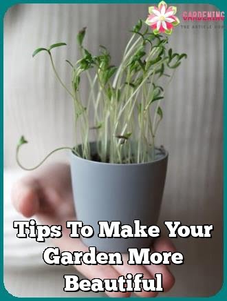 Tips To Make Your Garden More Beautiful