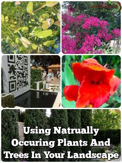 Using Natrually Occuring Plants And Trees In Your Landscape