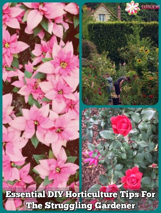 Essential DIY Horticulture Tips For The Struggling Gardener