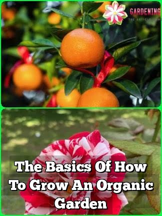 The Basics Of How To Grow An Organic Garden