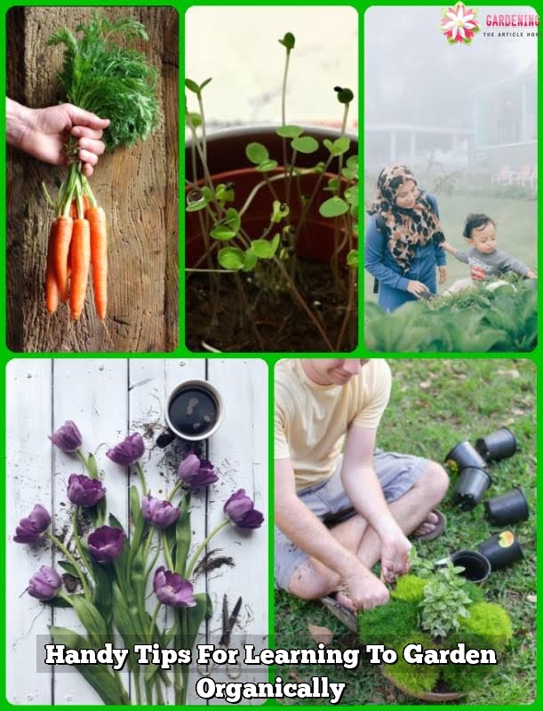 Handy Tips For Learning To Garden Organically