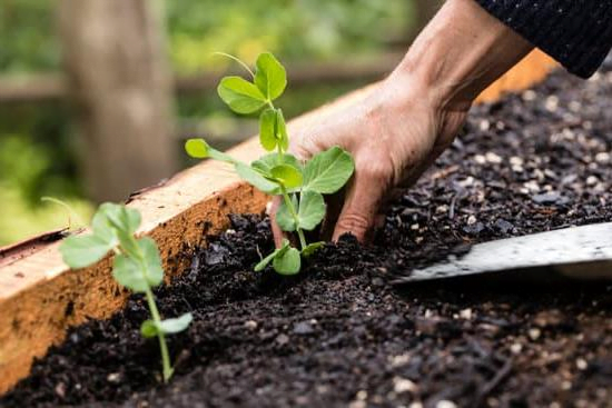 Creating Beautiful Homes Gardens in the Office
