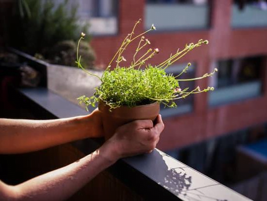 Gardening – Learning How to Gardening With Ease