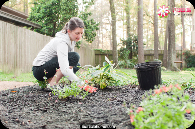 Gardening Tips and Tricks For Beginners