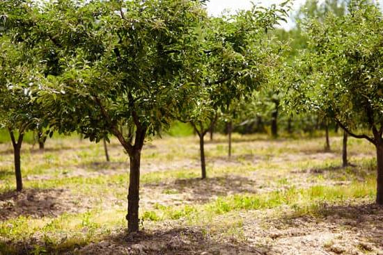 Gardening Tips – Things to Remember About Gardening