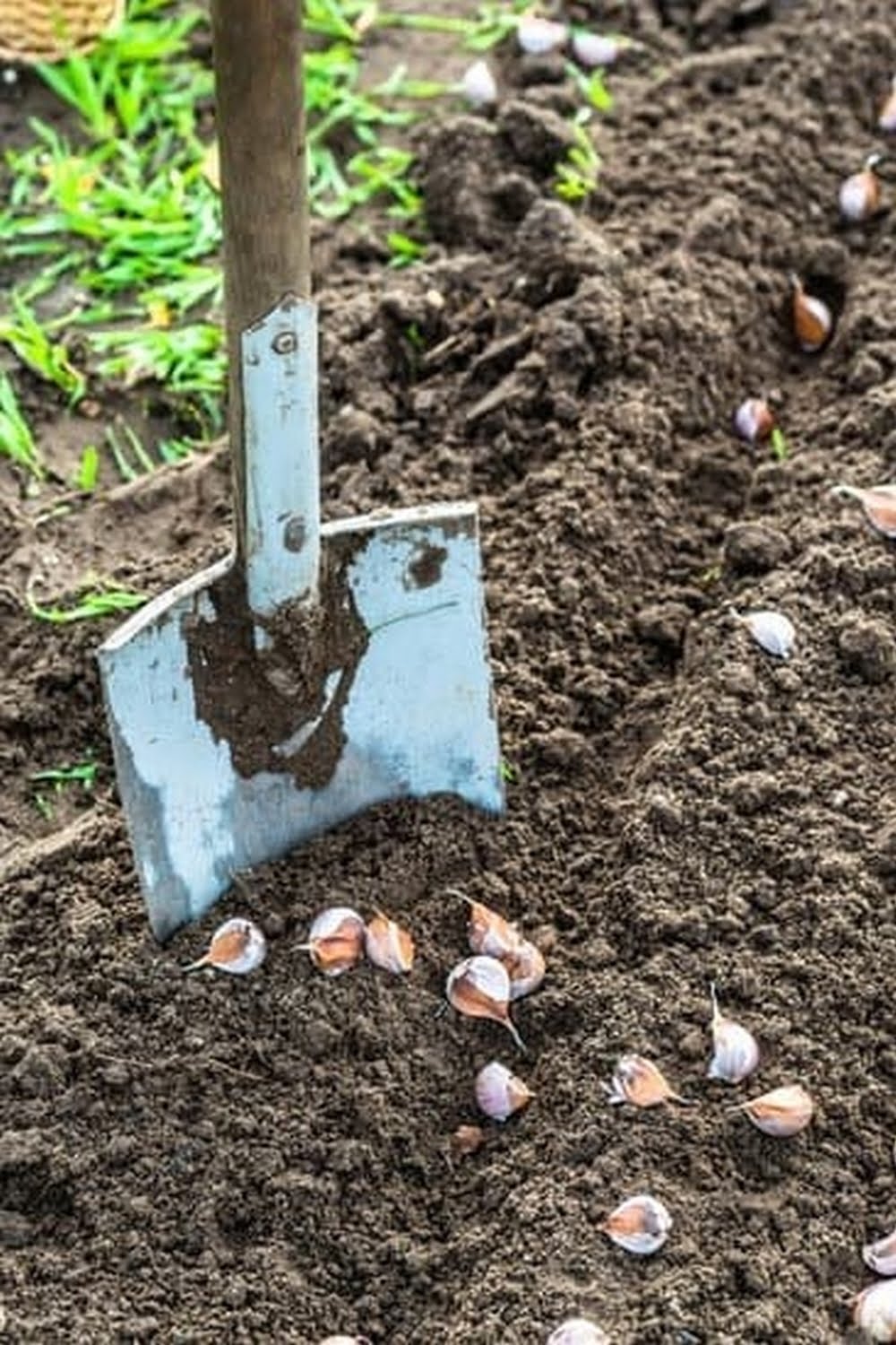 Planning Your Garden Soil and Plants