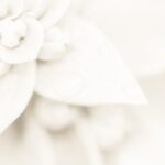 Beautiful classical music sets the mood at a wedding prelude